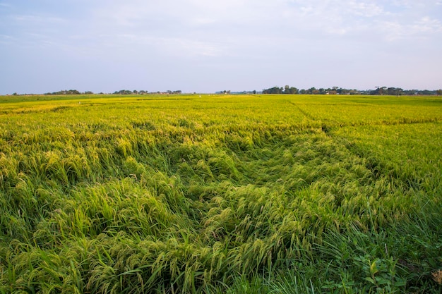 Vista naturale del paesaggio del raccolto agricolo Campo di riso paddy in Bangladesh