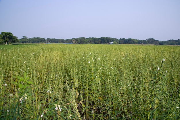 Vista naturale del paesaggio di sesamo piantato nel campo di campagna del Bangladesh