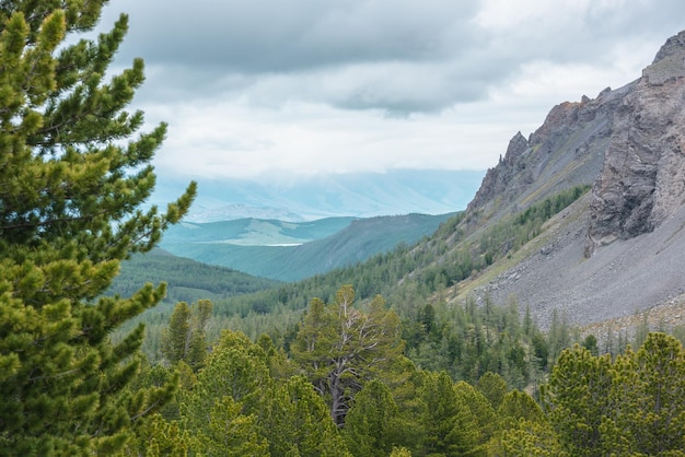 Vista panoramica dalle conifere illuminate dal sole alla valle della foresta e alla catena montuosa rocciosa tagliente in nuvole basse Fantastico paesaggio montano con cedro nella foresta di conifere e rocce taglienti con tempo variabile