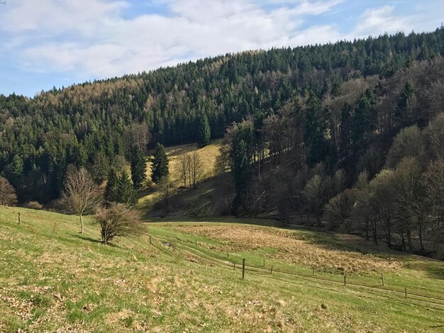 Vista panoramica degli alberi contro il cielo