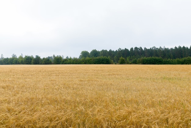 Vista panoramica del campo autunnale dorato nel Nord Europa