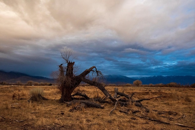 Vista panoramica del campo con un grande albero in decomposizione sotto il cielo all'alba e la catena montuosa contro il cielo