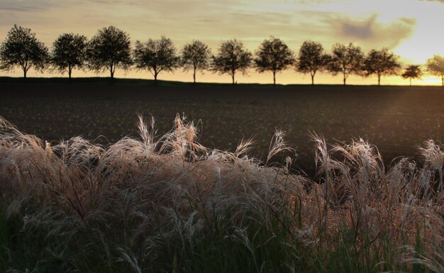 Vista panoramica del campo contro il cielo al tramonto