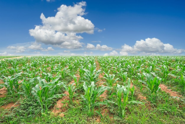 Vista panoramica del campo contro il cielo blu