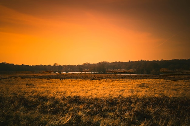 Vista panoramica del campo contro il cielo durante il tramonto