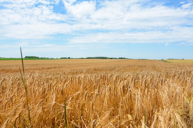 Vista panoramica del campo contro il cielo