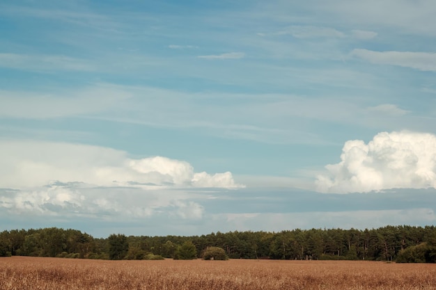 Vista panoramica del campo contro il cielo