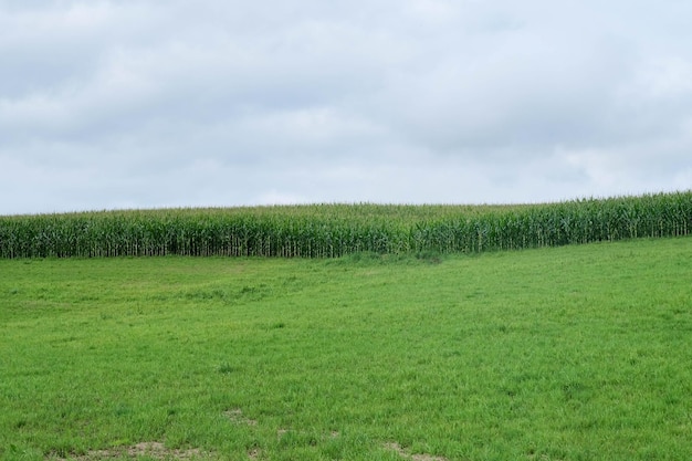 Vista panoramica del campo contro il cielo