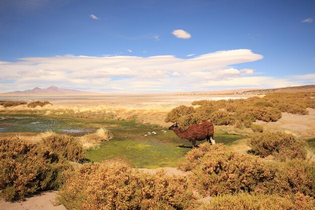 Vista panoramica del campo contro il cielo