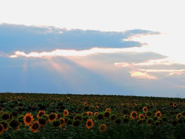 Vista panoramica del campo contro il cielo