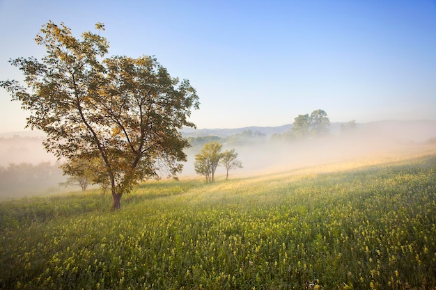 Vista panoramica del campo contro il cielo