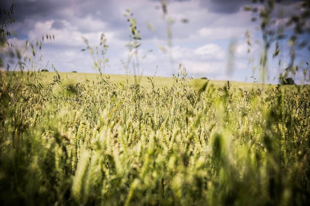 Vista panoramica del campo contro il cielo.