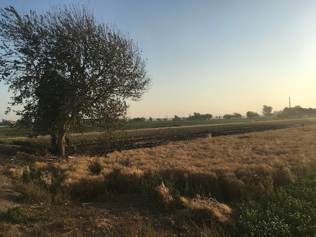 Vista panoramica del campo contro un cielo limpido