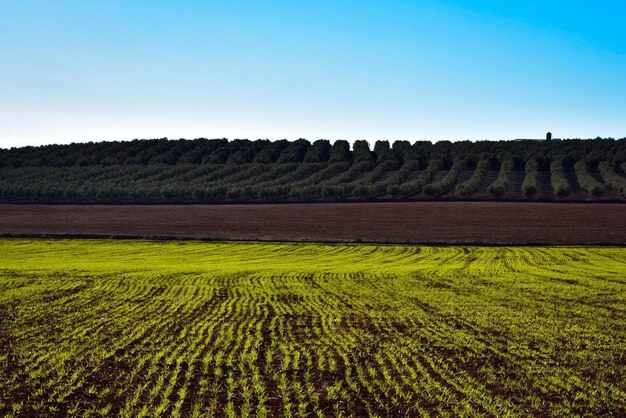 Vista panoramica del campo contro un cielo limpido