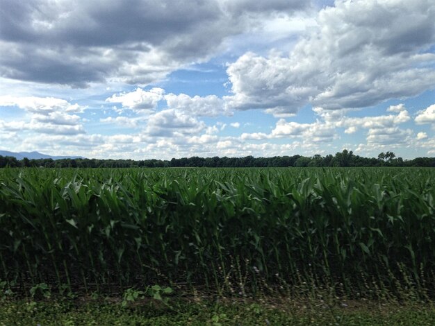 Vista panoramica del campo contro un cielo nuvoloso