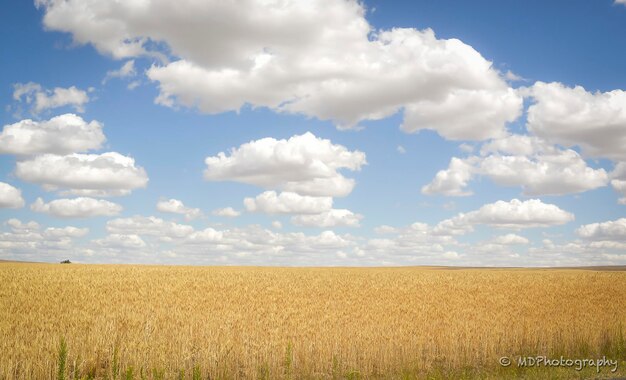 Vista panoramica del campo contro un cielo nuvoloso