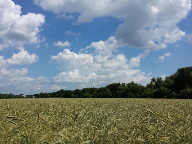 Vista panoramica del campo contro un cielo nuvoloso