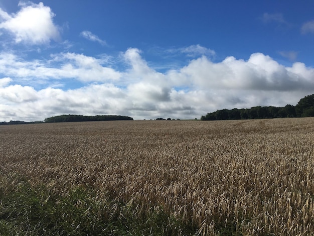 Vista panoramica del campo contro un cielo nuvoloso