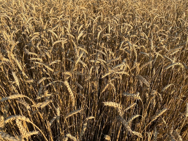 Vista panoramica del campo di grano dorato in estate Campo di grano in una giornata di sole