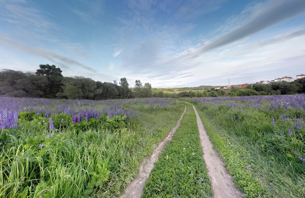 Vista panoramica del campo di lavanda contro il cielo