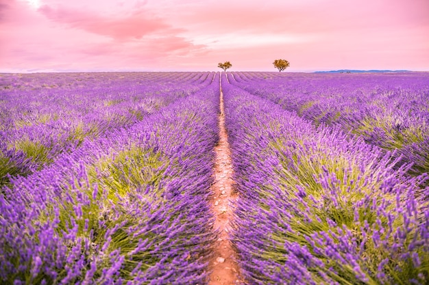 Vista panoramica del campo di lavanda francese al tramonto. Tramonto su un campo di lavanda viola in Provenza