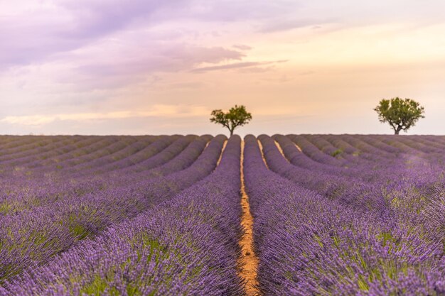 Vista panoramica del campo di lavanda francese al tramonto. Tramonto su un campo di lavanda viola in Provenza