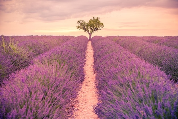 Vista panoramica del campo di lavanda francese al tramonto. Tramonto su un campo di lavanda viola in Provenza