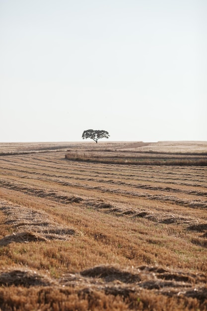 Vista panoramica del deserto contro un cielo limpido