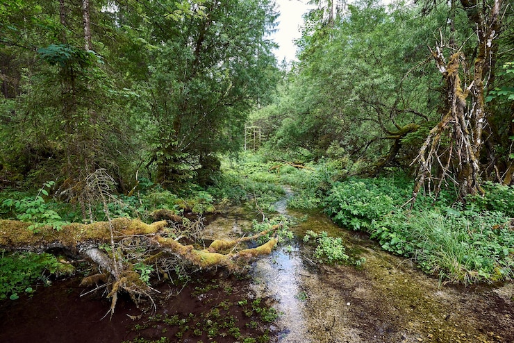 Foto vista panoramica del fiume nella foresta contro il cielo