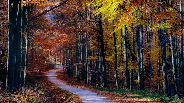 Vista panoramica del fogliame e della strada variopinti della foresta di autunno