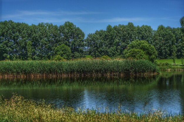 Vista panoramica del lago contro gli alberi