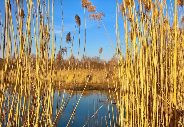 Vista panoramica del lago contro un cielo limpido