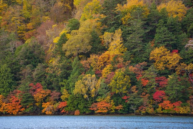 Vista panoramica del lago nella foresta durante l'autunno