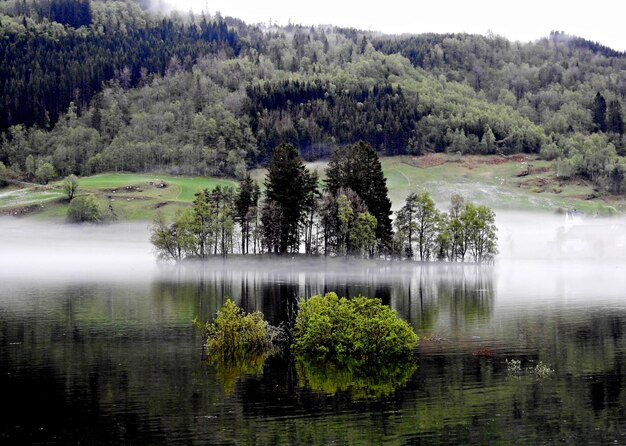 Vista panoramica del lago nella foresta