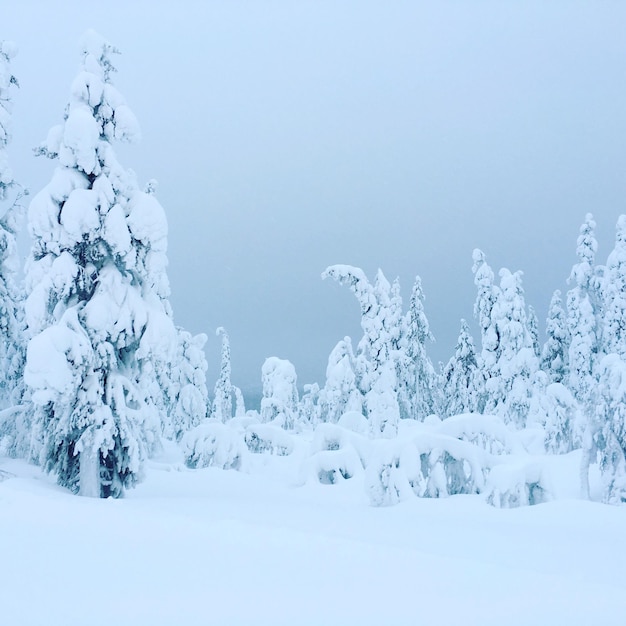 Vista panoramica del paesaggio coperto di neve