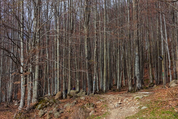 Vista panoramica del paesaggio dell'Appennino Tosco Emiliano a Ventasso Italia