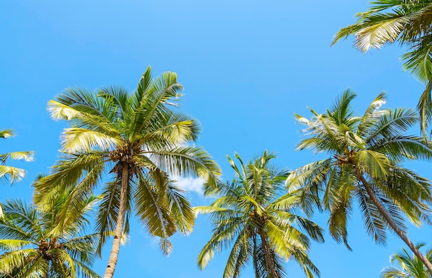 Vista panoramica del paesaggio estivo con palme da cocco e cielo blu come sfondo tropicale