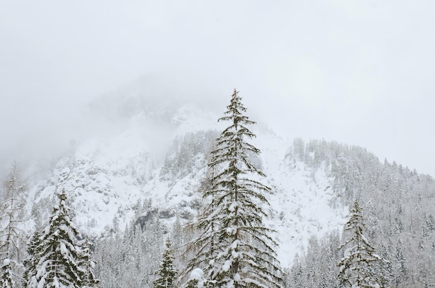 Vista panoramica del paesaggio invernale con alberi innevati e fiume di montagna nelle Alpi, Slovenia. Bellezza