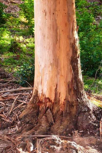 Vista panoramica della corteccia spogliata dell'albero nella foresta durante il giorno Esplorazione dei boschi e della madre natura nel fine settimana Ricreazione e avventura nel verde lussureggiante e nella remota area selvaggia