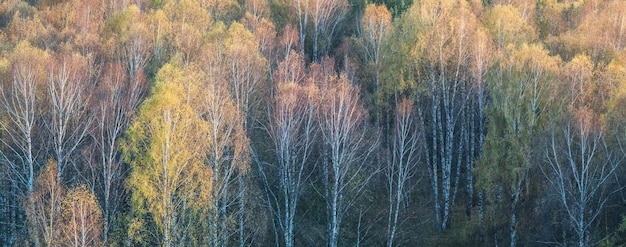 Vista panoramica della foresta autunnale Naturale