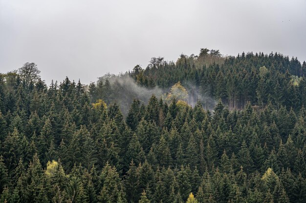 Vista panoramica della foresta contro il cielo