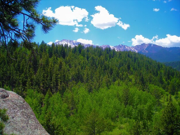 Vista panoramica della foresta contro il cielo