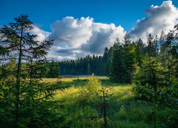 Vista panoramica della foresta contro il cielo