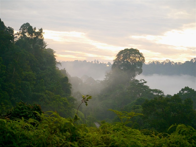 Vista panoramica della foresta contro un cielo nuvoloso