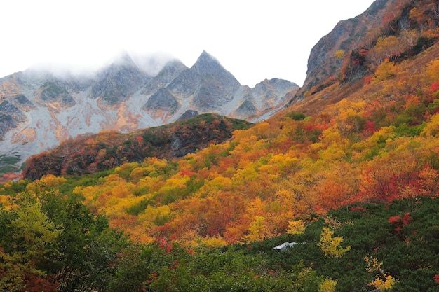 Vista panoramica della foresta durante l'autunno