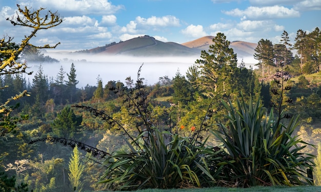 Vista panoramica della lussureggiante e verdeggiante campagna di Matakohe