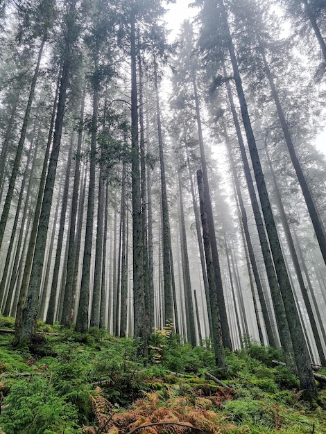 Vista panoramica della maestosa foresta sempreverde in una nebbia mattutina Possenti sagome di pino