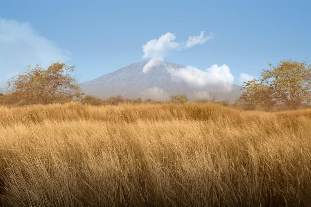 Vista panoramica della savana