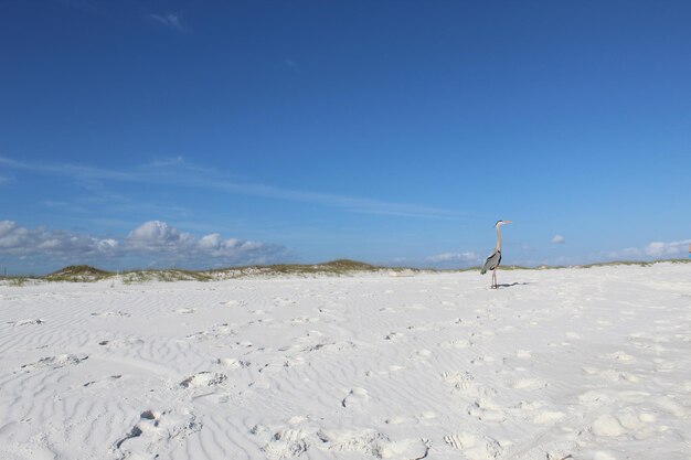 Vista panoramica della spiaggia contro il cielo