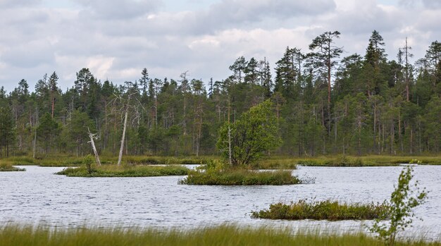 Vista panoramica della superficie liscia del lago con vegetazione